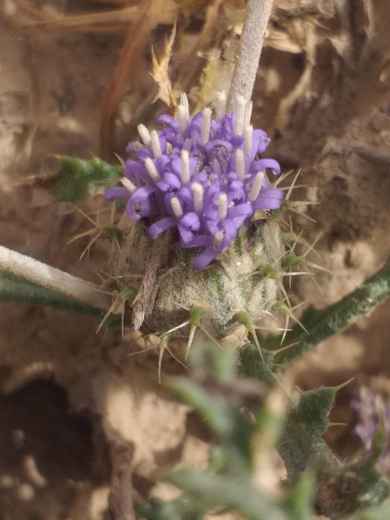 Cousiniopsis atractyloides photo 4