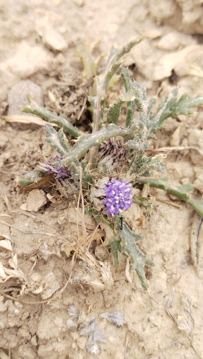 Cousiniopsis atractyloides photo 5