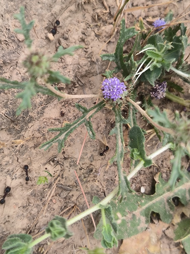 Cousiniopsis atractyloides photo 6