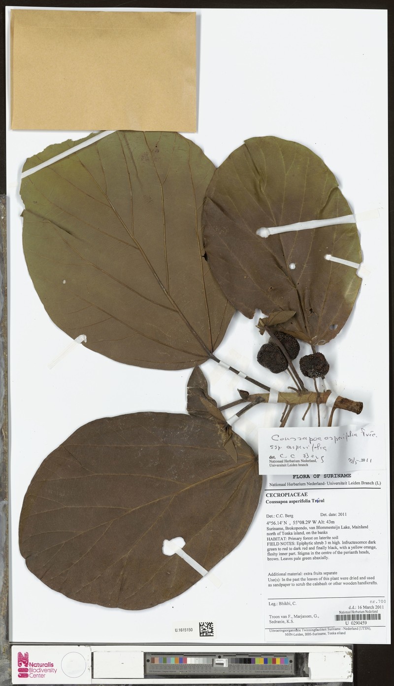 Coussapoa asperifolia subsp. asperifolia