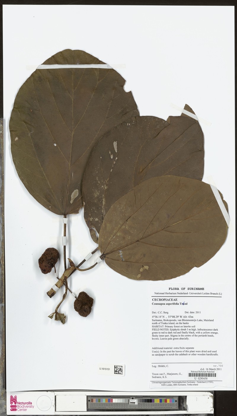Coussapoa asperifolia subsp. asperifolia photo 2