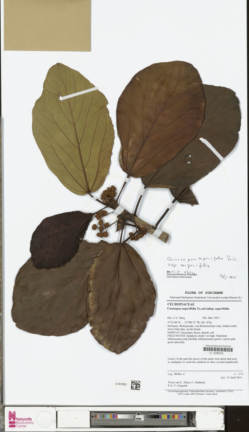 Coussapoa asperifolia subsp. asperifolia photo 3