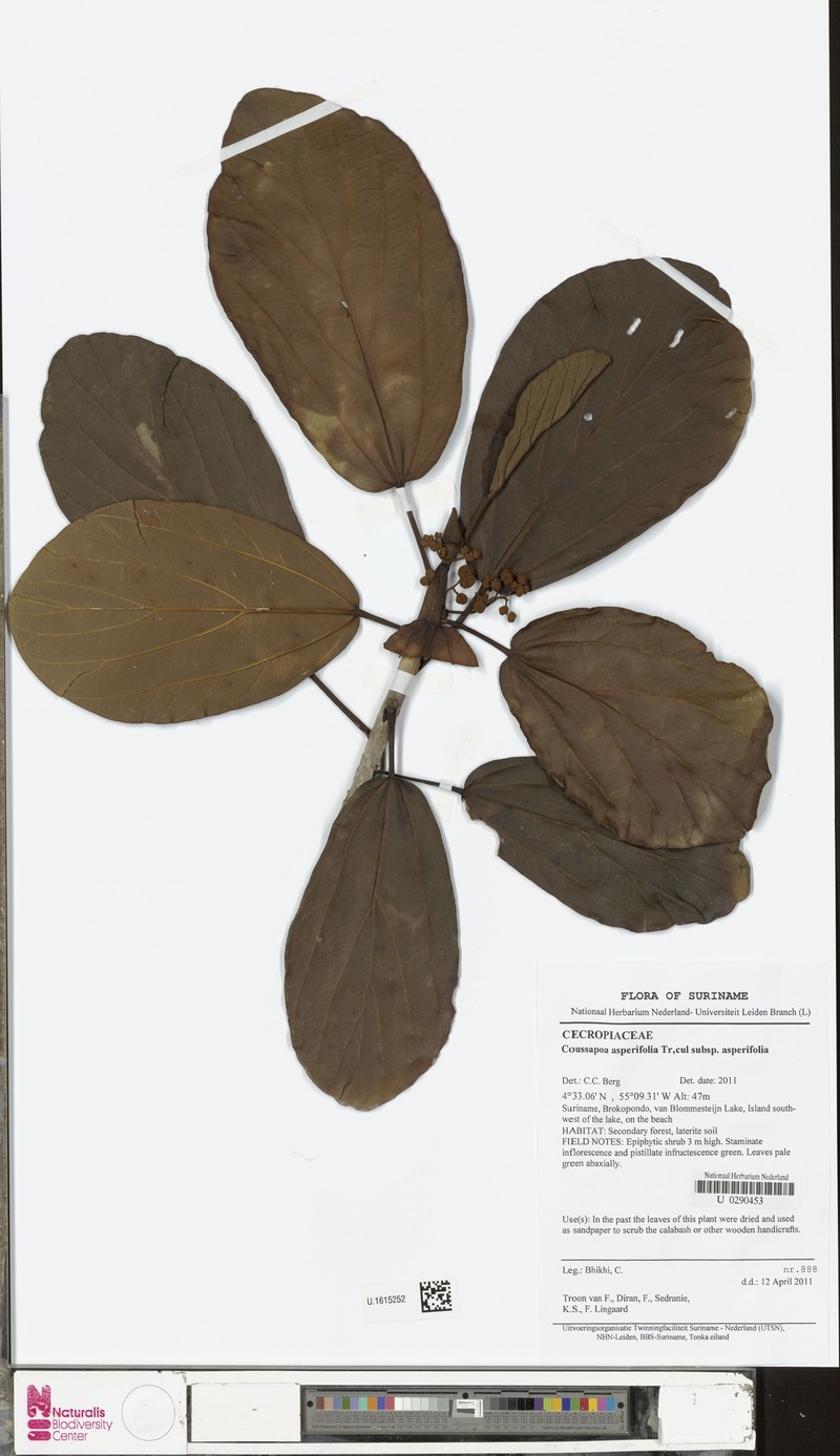 Coussapoa asperifolia subsp. asperifolia photo 4