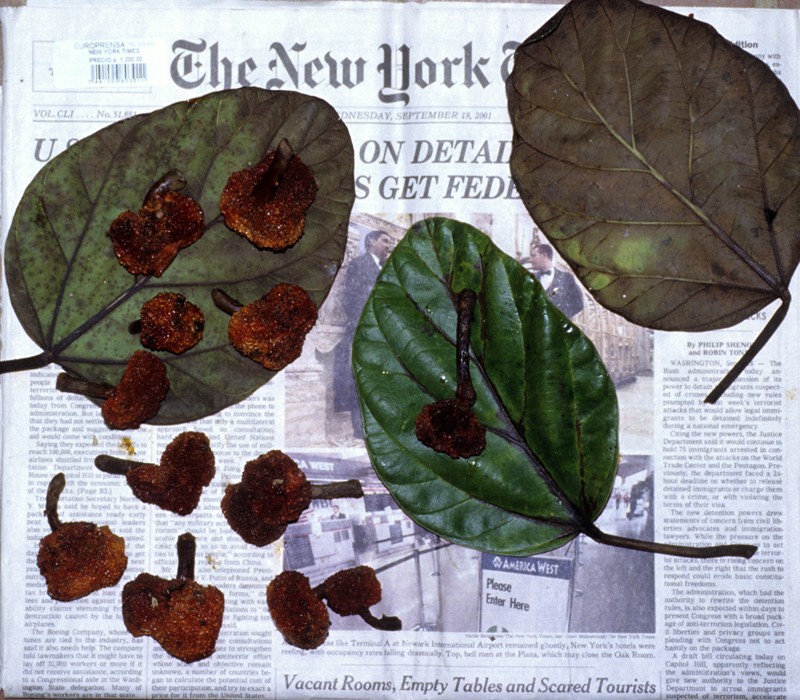 Coussapoa villosa subsp. villosa