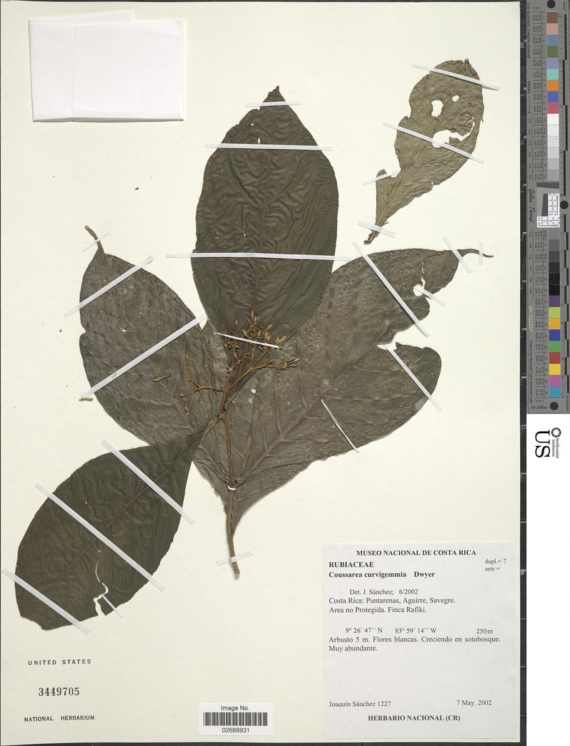 Coussarea suaveolens