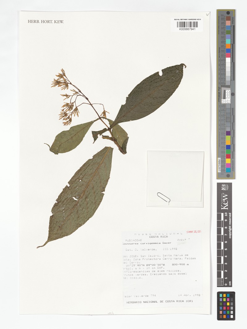 Coussarea suaveolens photo 3