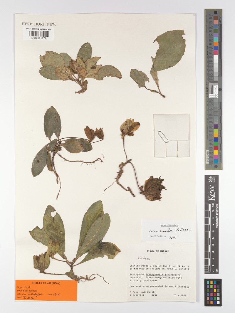 Crabbea coerulea