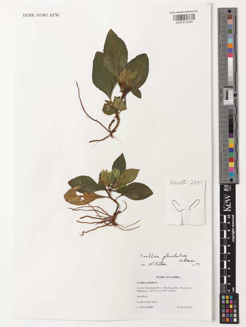 Crabbea glandulosa