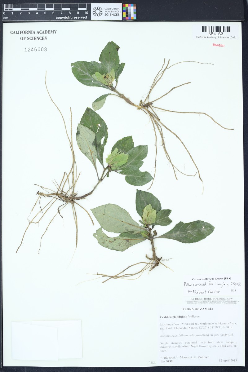 Crabbea glandulosa photo 3