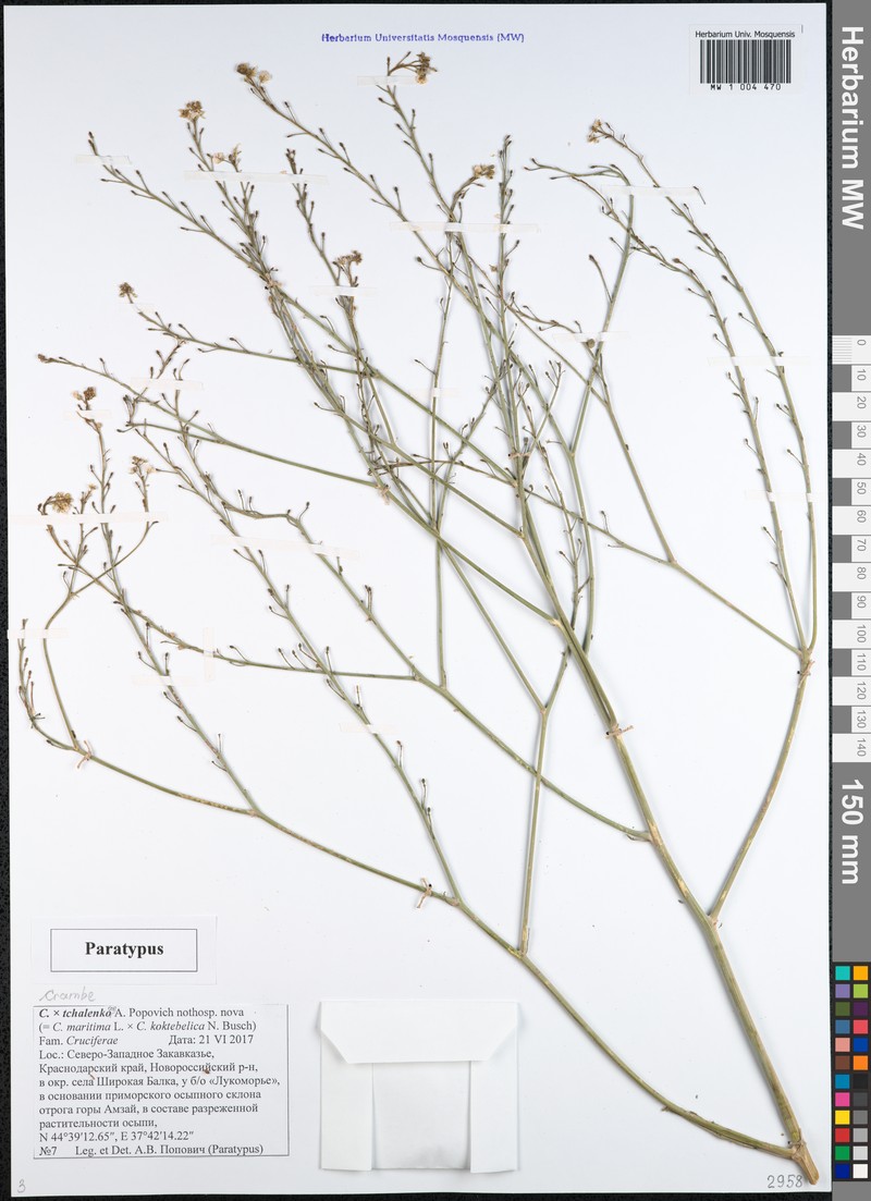 Crambe × tchalenkoae