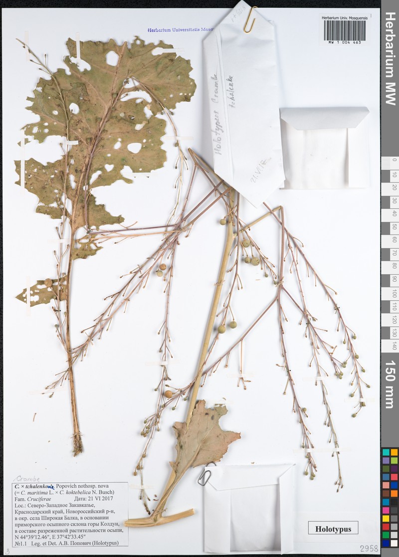 Crambe × tchalenkoae photo 4