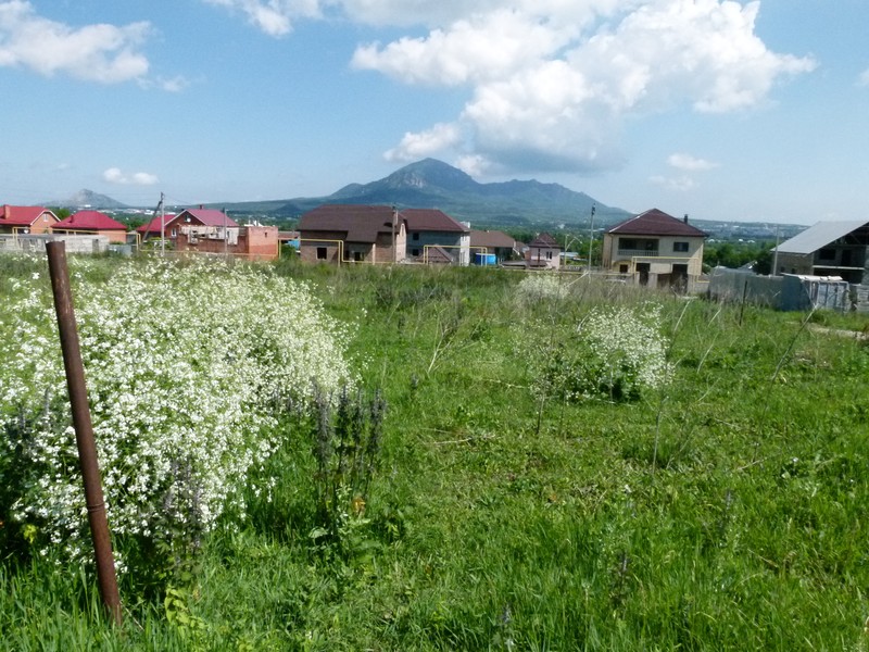 Crambe cordifolia subsp. cordifolia photo 2