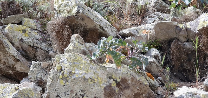 Crambe fruticosa subsp. fruticosa photo 2