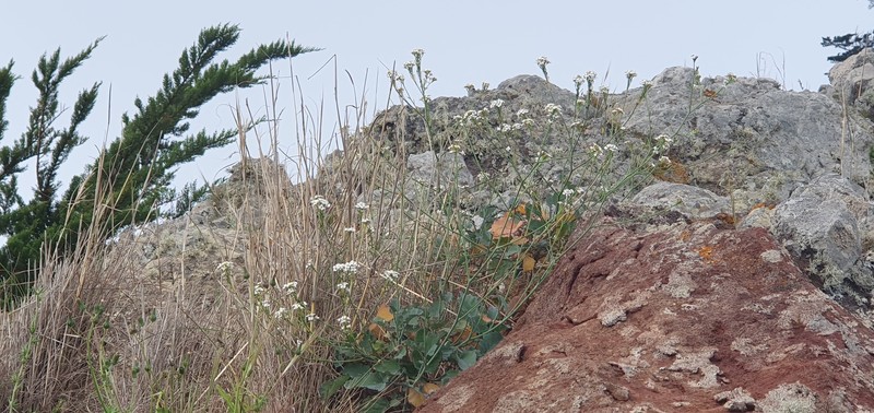 Crambe fruticosa subsp. fruticosa photo 3