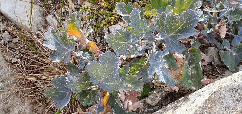 Crambe fruticosa subsp. fruticosa photo 4