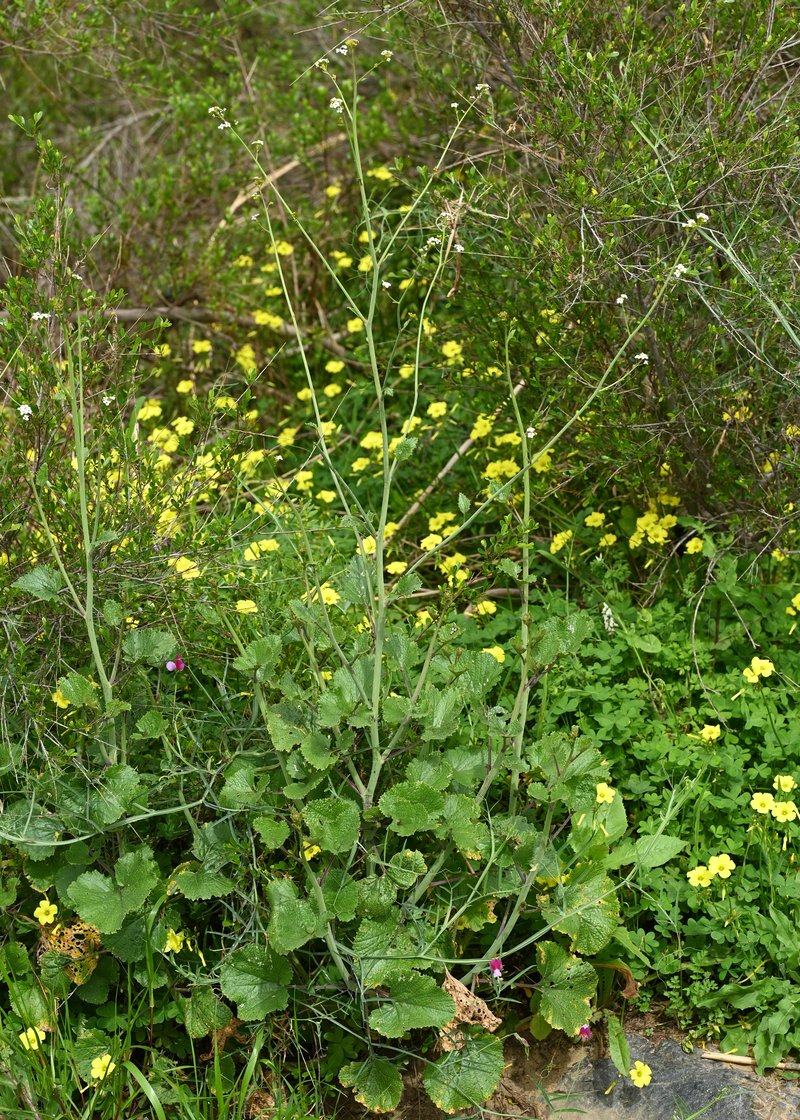 Hispanic Crambe