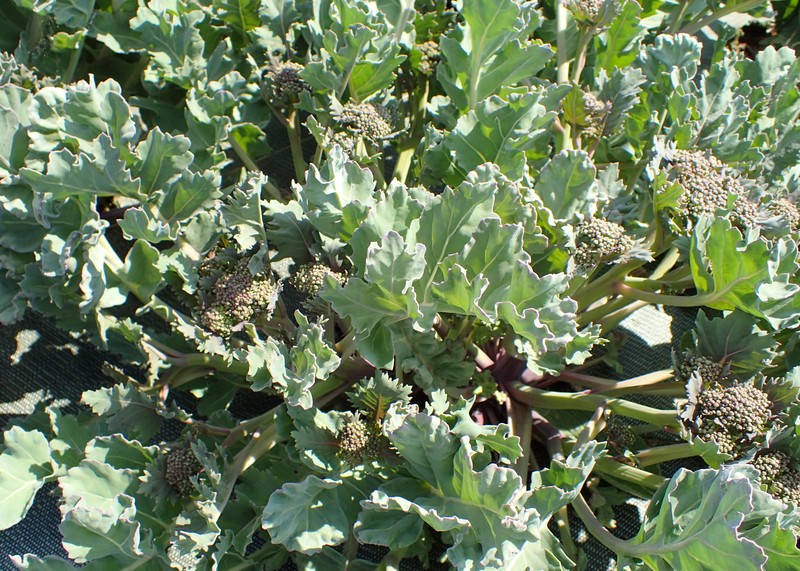 Sea Kale photo 2