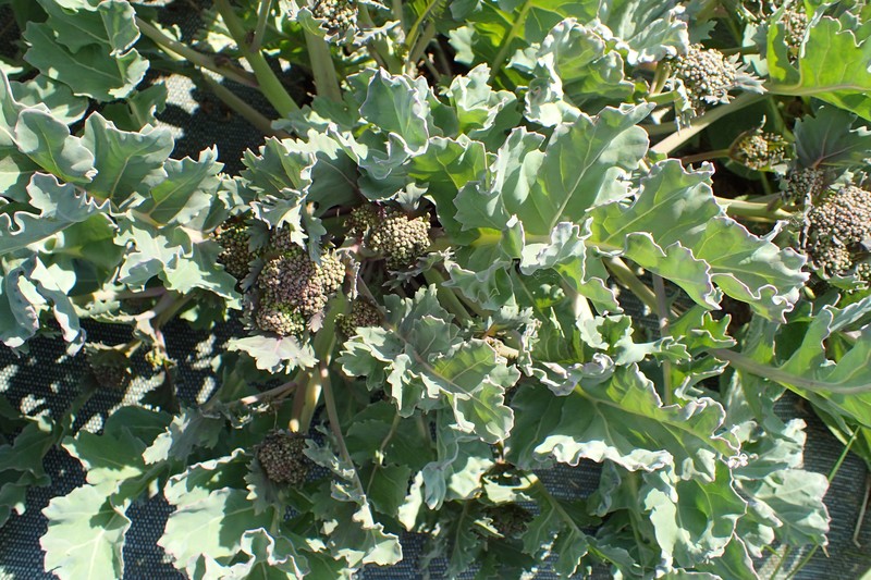 Sea Kale photo 3