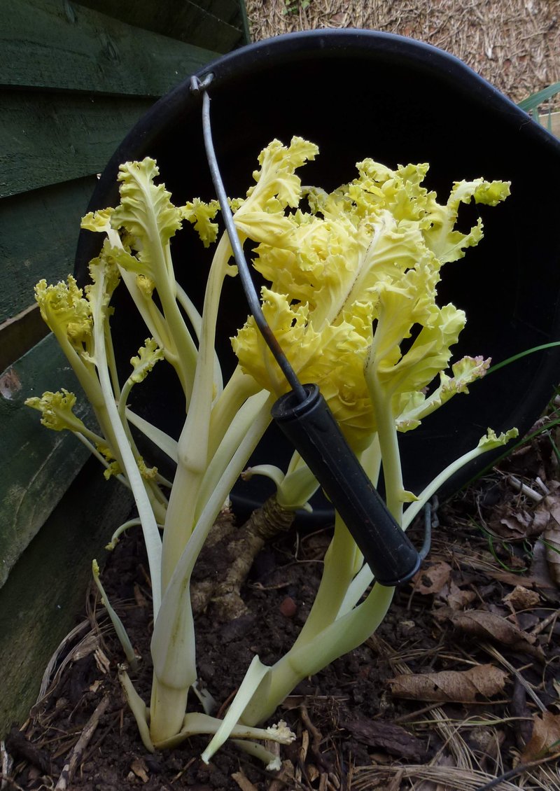 Sea Kale photo 4