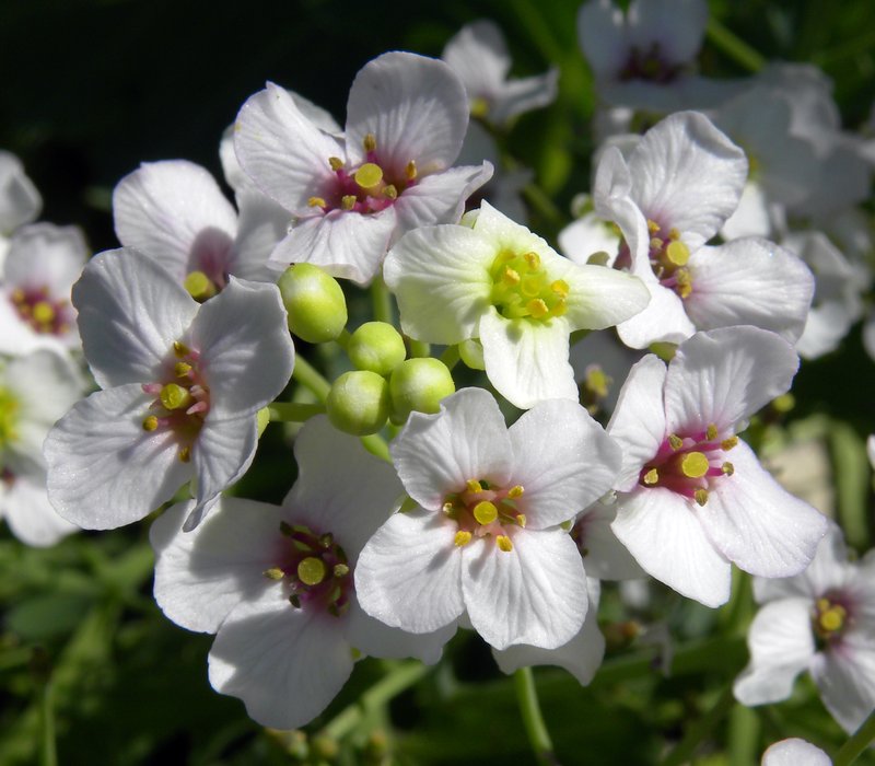 Sea Kale photo 5