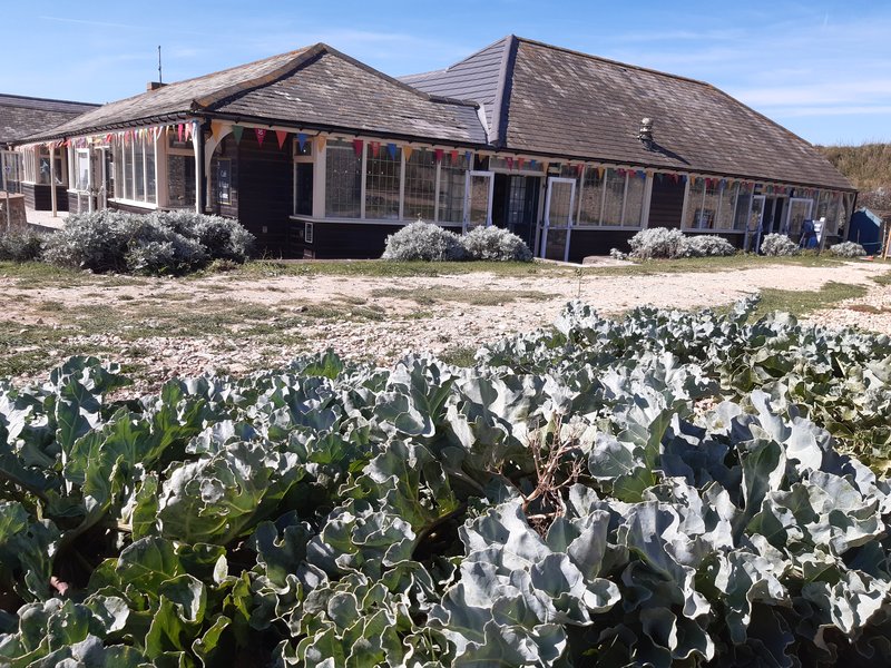 Sea Kale photo 6