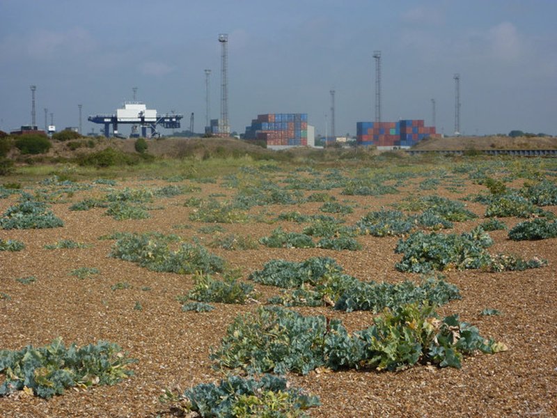 Sea Kale photo 7