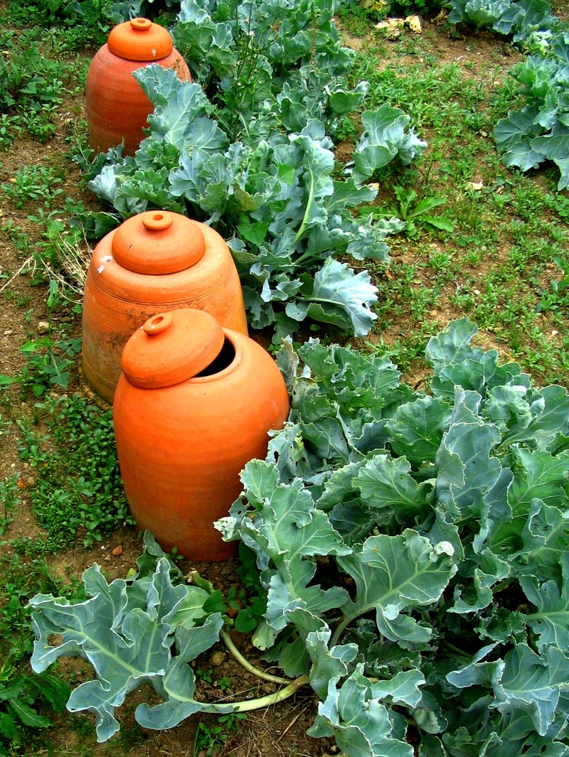 Sea Kale photo 8