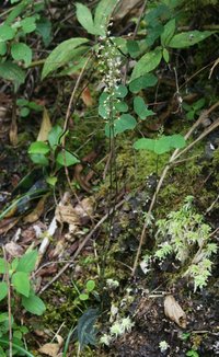 Cranichis diphylla