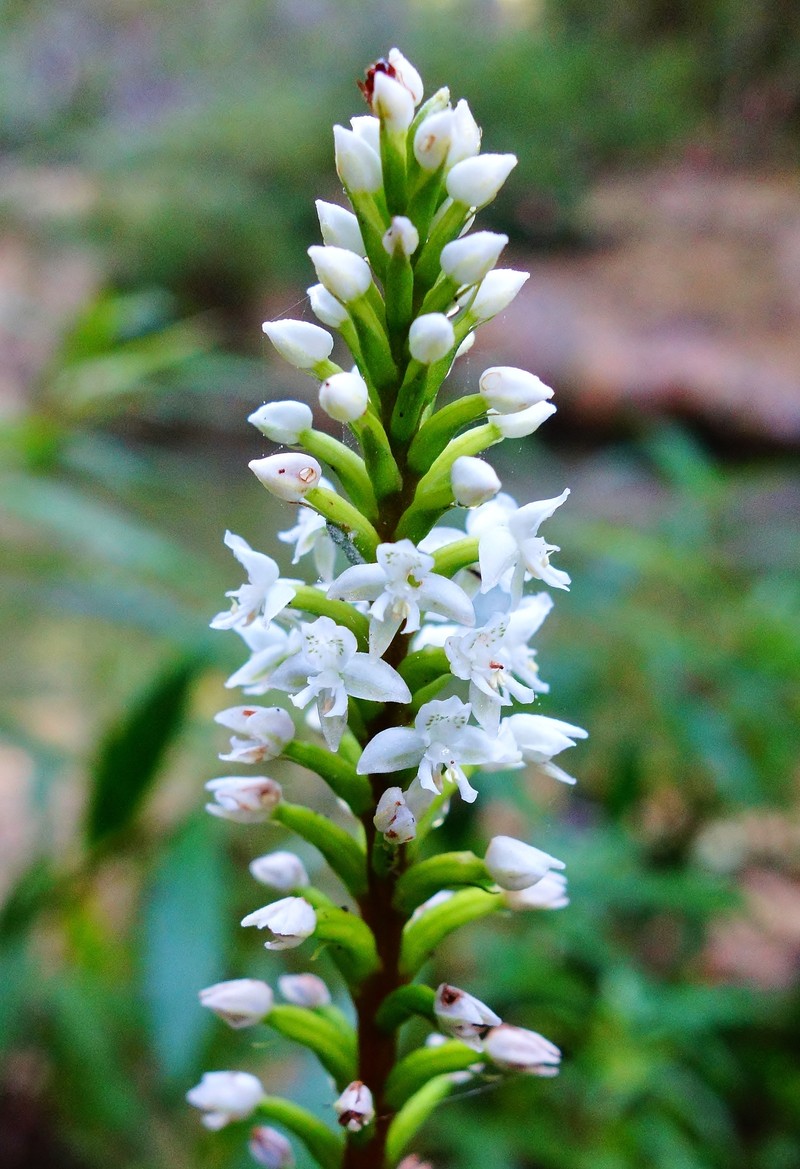 Cypress-Knee Helmet Orchid
