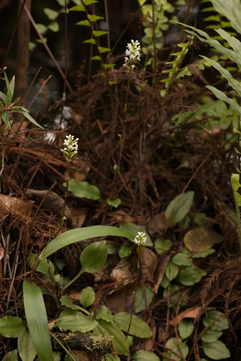 Cypress-Knee Helmet Orchid