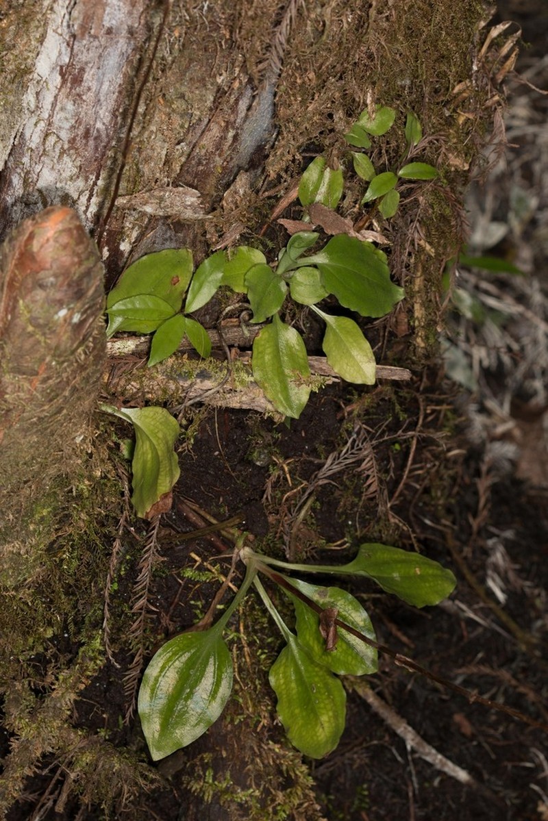 Cypress-Knee Helmet Orchid photo 2