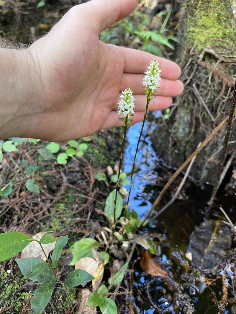 Cypress-Knee Helmet Orchid photo 3