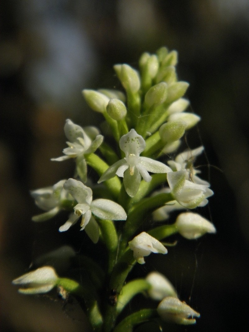 Cypress-Knee Helmet Orchid photo 4