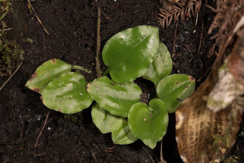 Cypress-Knee Helmet Orchid photo 5