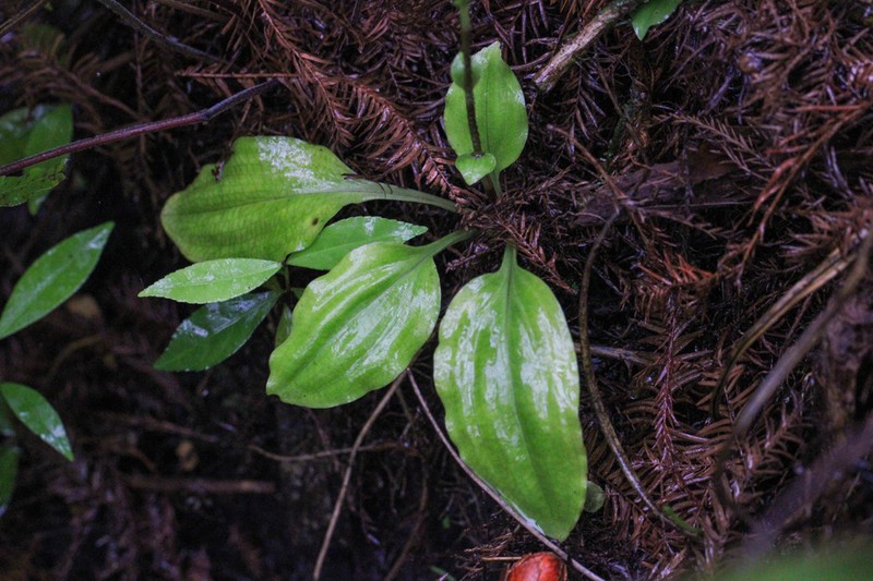 Cypress-Knee Helmet Orchid photo 6