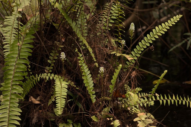 Cypress-Knee Helmet Orchid photo 7