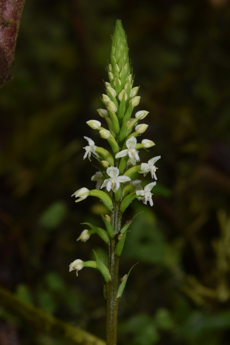Cypress-Knee Helmet Orchid photo 8