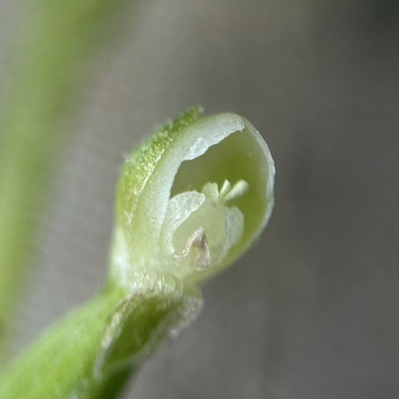 Puerto Rico Helmet Orchid photo 2