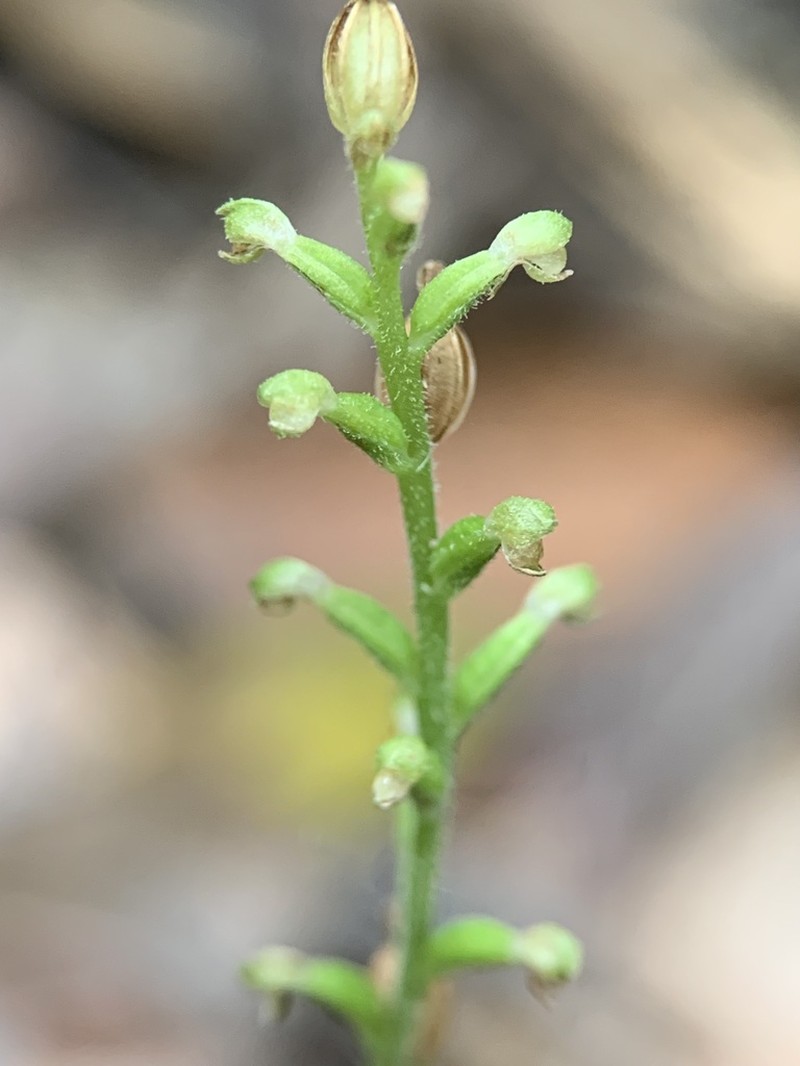 Puerto Rico Helmet Orchid photo 3