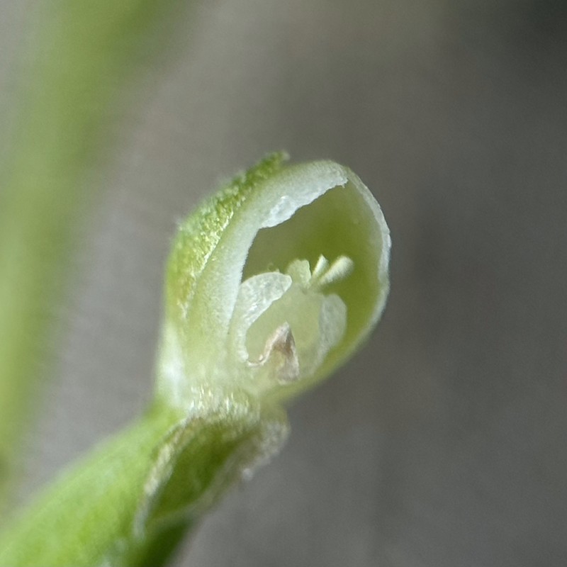 Puerto Rico Helmet Orchid photo 4