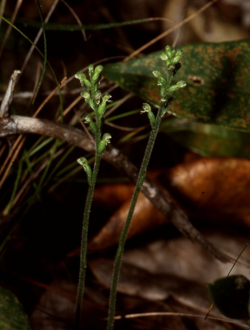 Puerto Rico Helmet Orchid photo 6