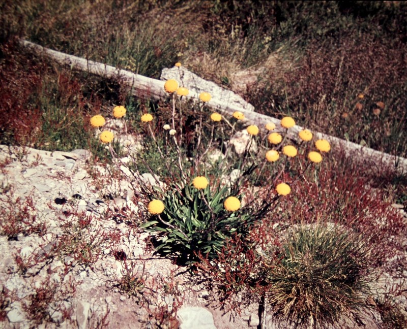 Craspedia adenophora
