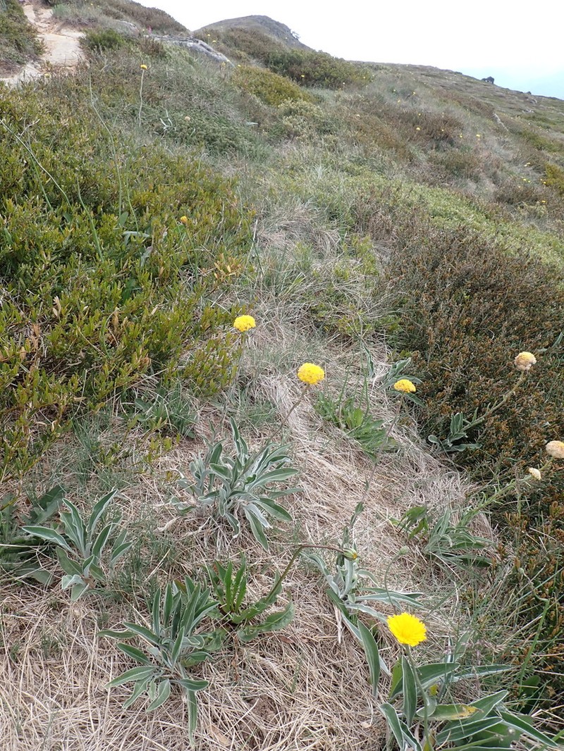 Craspedia adenophora photo 2