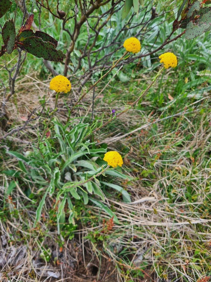 Craspedia adenophora photo 3