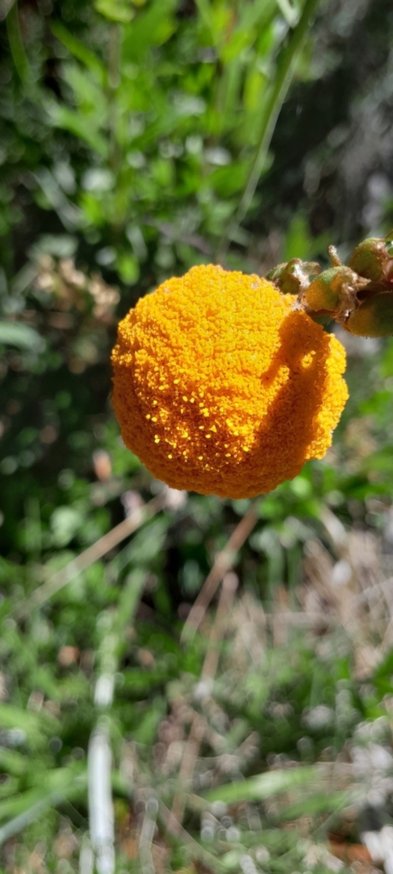 Craspedia adenophora photo 4