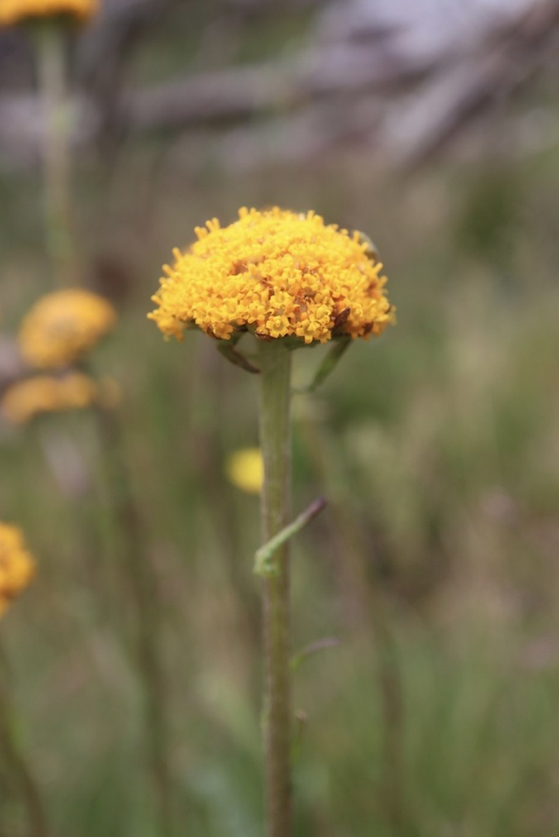 Craspedia adenophora photo 5