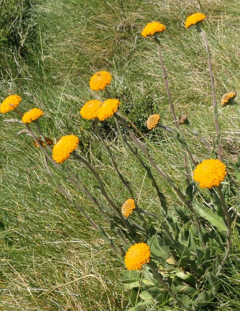 Craspedia adenophora photo 7