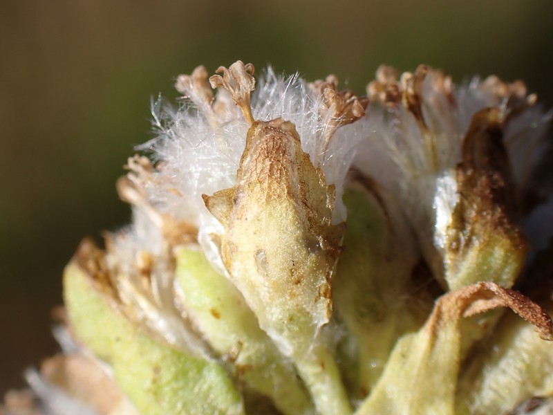 Craspedia adenophora photo 8