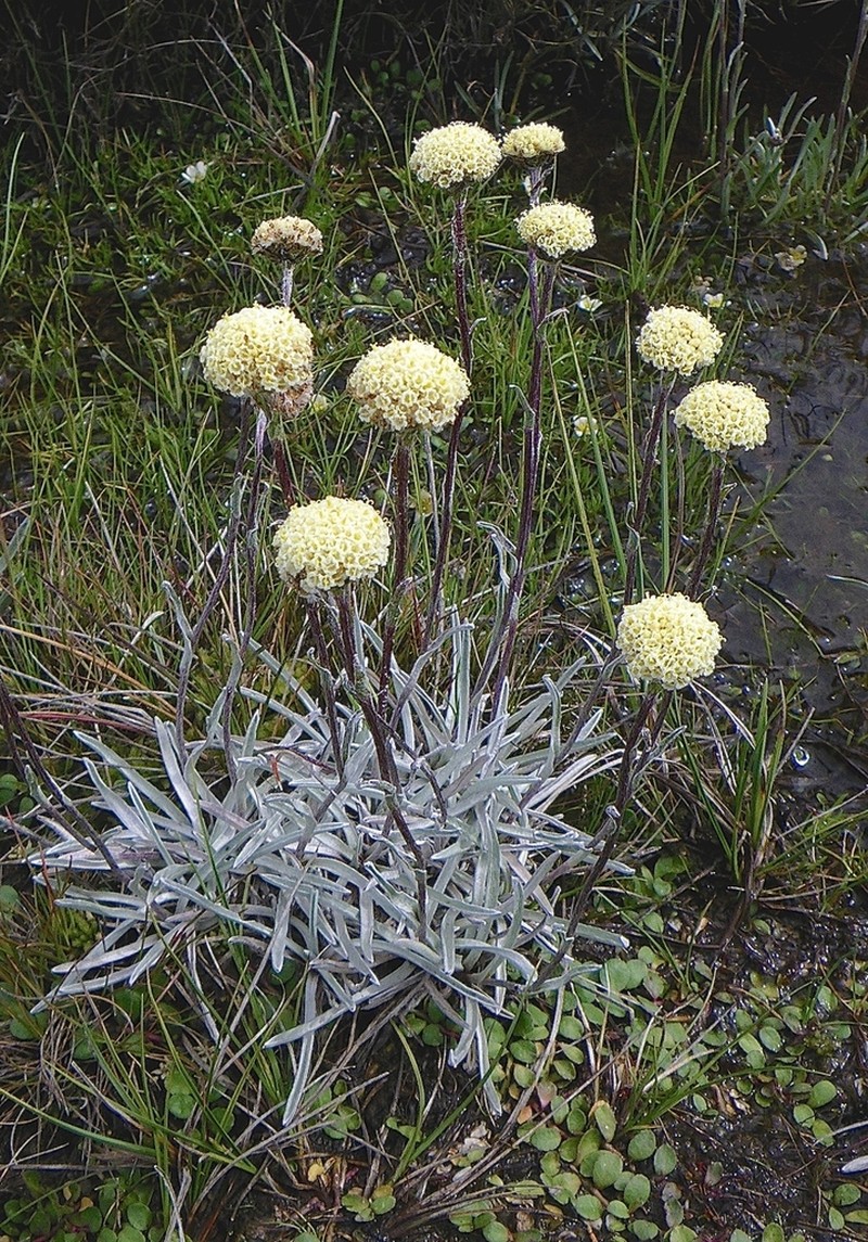 Craspedia alba