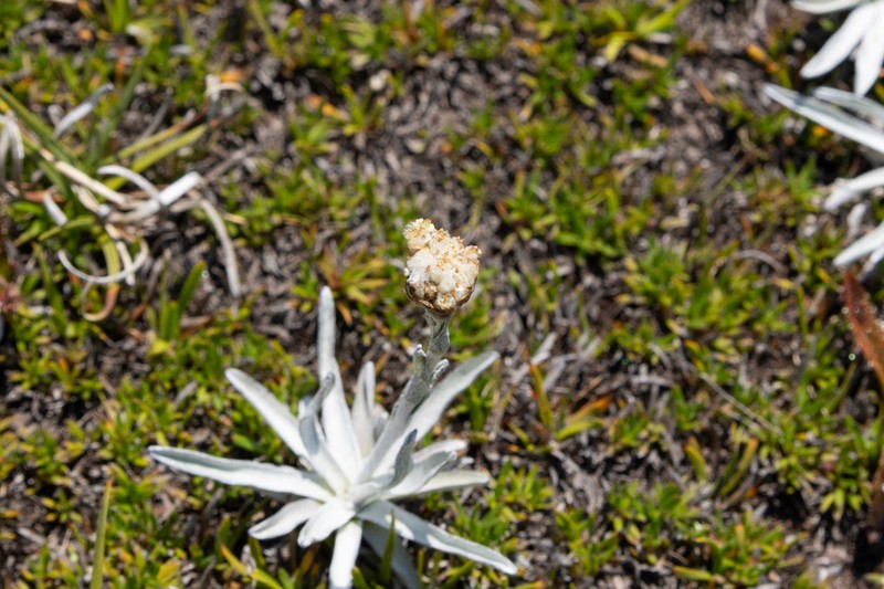 Craspedia alba photo 6